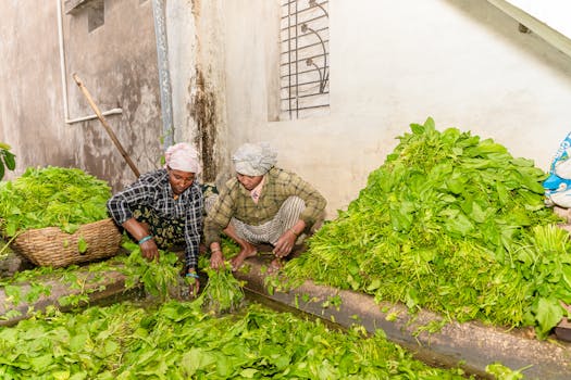 Farmers in India